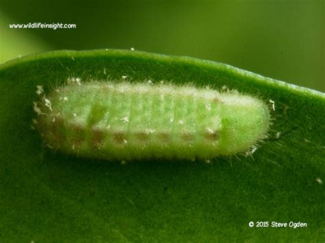 Holly Blue Butterfly and caterpillar (Celastrina argiolus) | Wildlife Insight