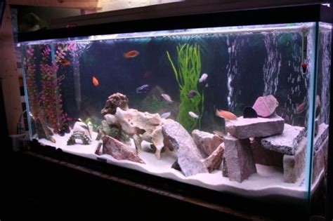 How to Decorate Your Boring Fish Tank | Fish aquarium decorations, Cool fish tank decorations ...