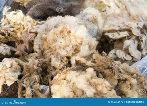 Raw Wool Fleece Just Sheared before Being Spun Stock Image - Image of furry, closeup: 156953175