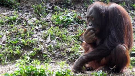 Great apes know when you're mistaken, study finds | CBC News