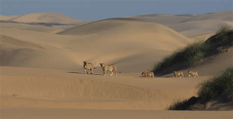 DESERT LION PROJECT - Namibia