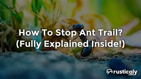 How To Stop Ant Trail? With The Clearest Explanation