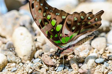 Close up Tailed Jay butterfly with have green spots on wings 16736185 ...