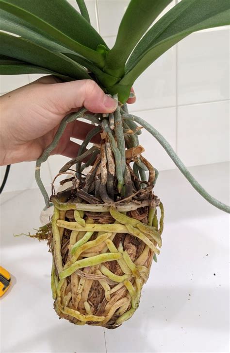 How to Propagate Orchids from Aerial Roots in 6 Easy Steps