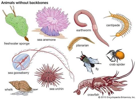 invertebrate | Definition, Characteristics, Examples, Groups, & Facts | Invertebrate ...