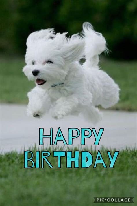 happy birthday maltese - Google Search | Happy birthday fun, Happy ...