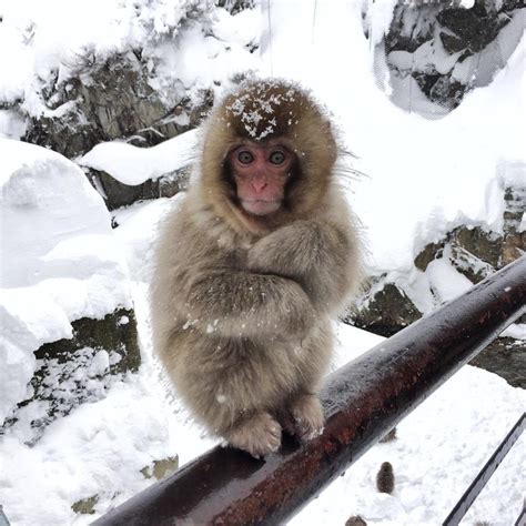 So cute! Babies of the Snow Monkey. Jigokudani Monkey Park, Nagano. Japan | Snow monkey, Cute ...