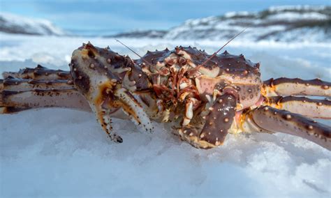 King crab fishing › Way up north