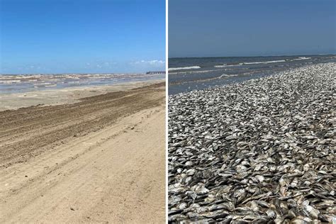 Texas fish kill: Cleanup underway after thousands of fish wash ashore