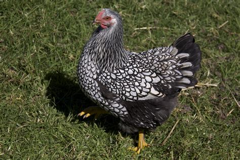 silver laced wyandotte pullet | cskk | Flickr