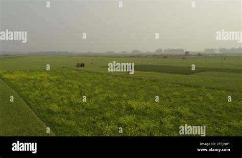 Rural life of bangladesh Stock Videos & Footage - HD and 4K Video Clips - Alamy