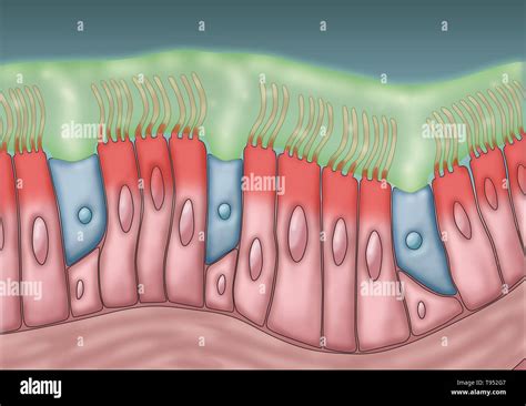 Medical illustration depicting cilia and mucus. The rhythmic back and ...