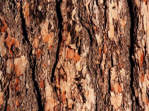 🔥 [40+] Tree Bark Wallpapers | WallpaperSafari