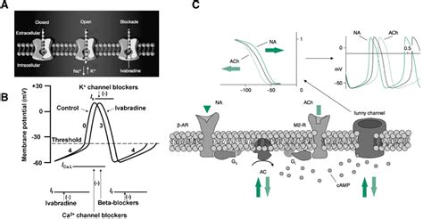 a Specific mechanism of If channel blockade by ivabradine: the compound... | Download High ...