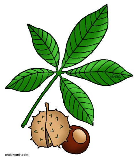 Free Buckeye Leaf Cliparts, Download Free Buckeye Leaf Cliparts png ...