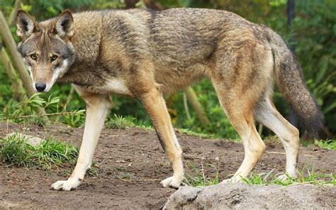 Red Wolf | Wild America Wiki | Fandom