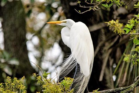 Breeding Great Egret Photograph by Mary Ann Artz - Fine Art America