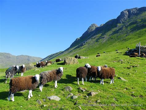 "The Lake District: Herdwick Sheep & The Langdales." by Rob Parsons ...