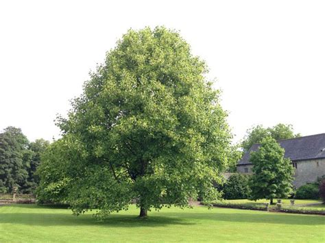 Indiana's State Tree is a Popular Landscape Choice - Indiana Yard and ...