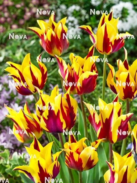 N1923257 Tulipa Single Early Burning Heart