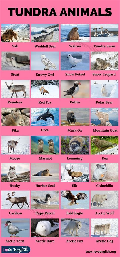 Tundra Animals: 40 Animals You Can Find in the Tundra - Love English in ...