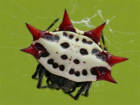 Amazing Smiley Face Spider: Gasteracantha cancriformis (the star spider, spiny-backed orbweaver ...