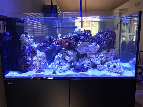 Build Thread - Louie's Red Sea Reefer Peninsula 500 | Reef2Reef