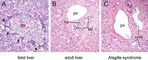 Bile Duct Histology