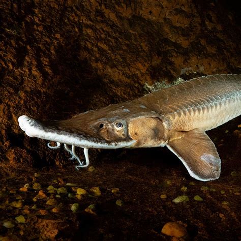 Shovelnose Sturgeon - Georgia Aquarium