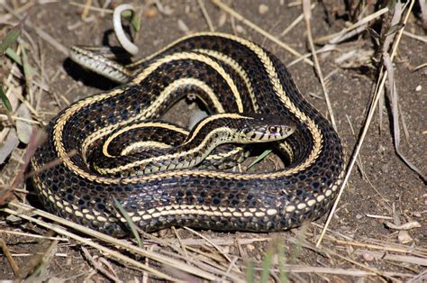 Plains Garter Snake (Thamnophis radix) - Minnesota Amphibian & Reptile Survey