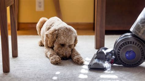 What to do if your dog is scared of your vacuum – 6 positive steps to ...