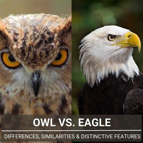 Owl Vs. Eagle - A Full Guide To Differences And Similarities