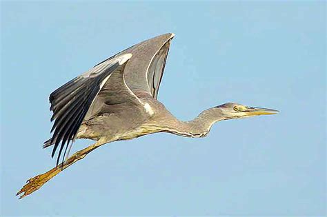 Ryukyu Life: Grey Heron in Flight in Morning Sunlight