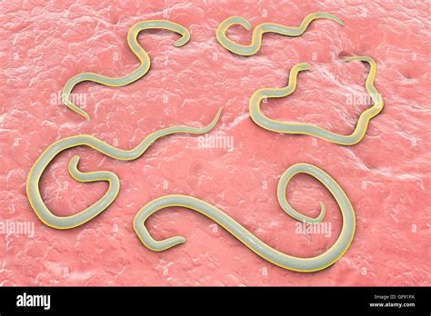 How Common Is Roundworm In Dogs