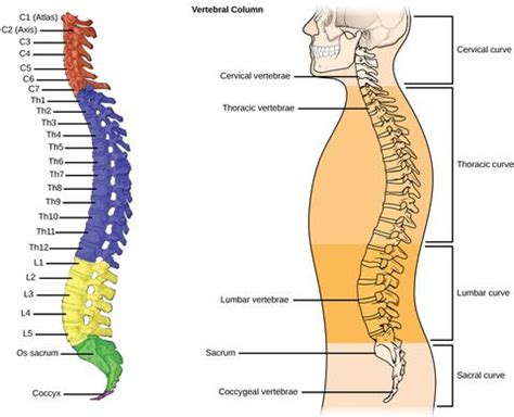 Understanding the Spine