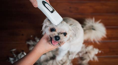 5 Best Dog Clippers for Home Grooming in 2024