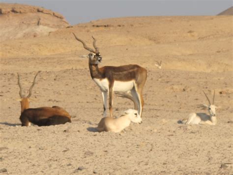 AMA Traveler: Nature & Wildlife Drive at Desert Islands Resort and Spa - Abu Dhabi