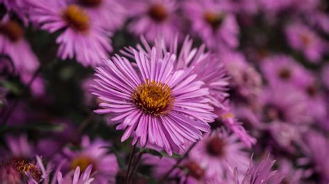 How to Grow and Care for Swan River Daisy -- Garden Chronicle