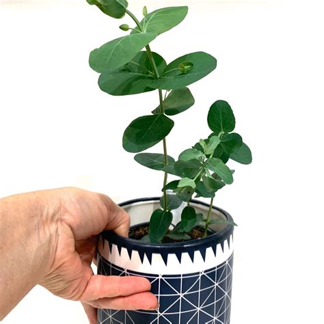 Eucalyptus gunnii Silver drop | Glass Earth Plant Store