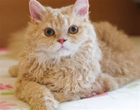 Selkirk Rex Kedi Cinsi, 2020 | Kedi, Kediler ve yavruları, Cornish rex