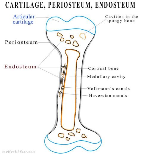 In The Term Endosteum The Prefix Means