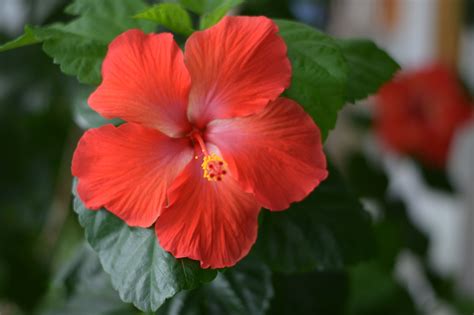 Hibiscus Flower Hawaii - Free photo on Pixabay - Pixabay