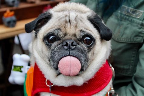 20 Pug Facts and Characteristics (2024 UPDATE) | Petpedia