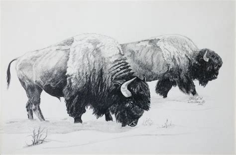 Image result for buffalo herd drawing | Bison tattoo, Buffalo tattoo ...