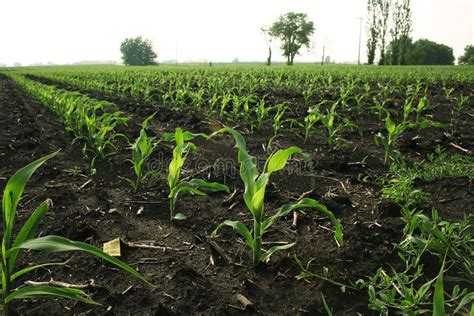 Corn rows stock photo. Image of growing, countryside, sprout - 2956210