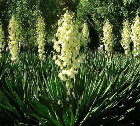 Yucca Filamentosa Plant Seeds tree of Happiness - Etsy UK