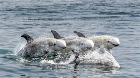 Risso's Dolphins | Smithsonian Photo Contest | Smithsonian Magazine