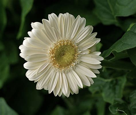 White Gerbera Daisy Flowers - Pink Flower Wallpapers