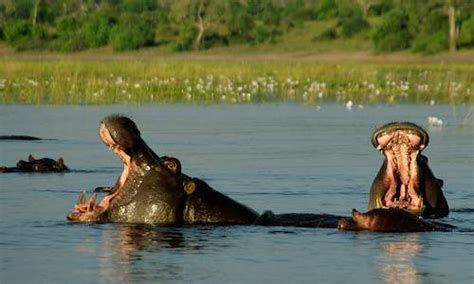 Okavango Delta Wildlife - Okavango Delta Travel Guide