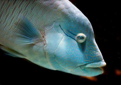 Meet the Incredibly Odd Humphead Wrasse - 30A